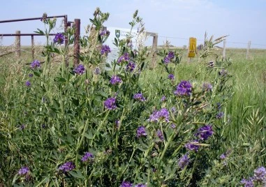 Задържаха трима за кражба на люцерна и сено край Раковски