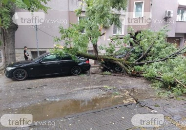 Дърво падна и премаза две коли на ул Славянска в