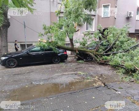 Дърво падна и премаза две коли в Пловдив
