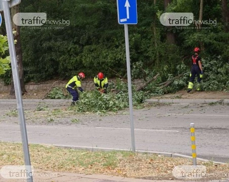 Дърво падна на входа на Младежкия хълм