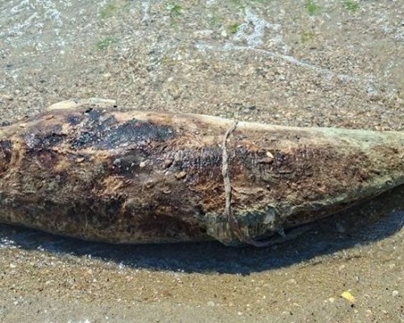 Десетки мъртви делфини на брега на Черно море в Украйна