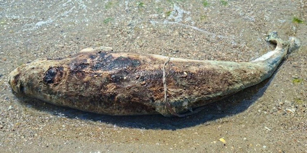 Десетки мъртви делфини на брега на Черно море в Украйна