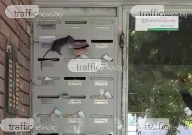 Огромен плъх се разходи по пощенските кутии на жилищен блок в Пловдив ВИДЕО