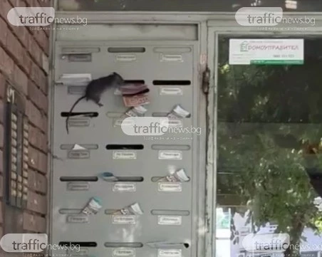 Огромен плъх се разходи по пощенските кутии на жилищен блок в Пловдив ВИДЕО