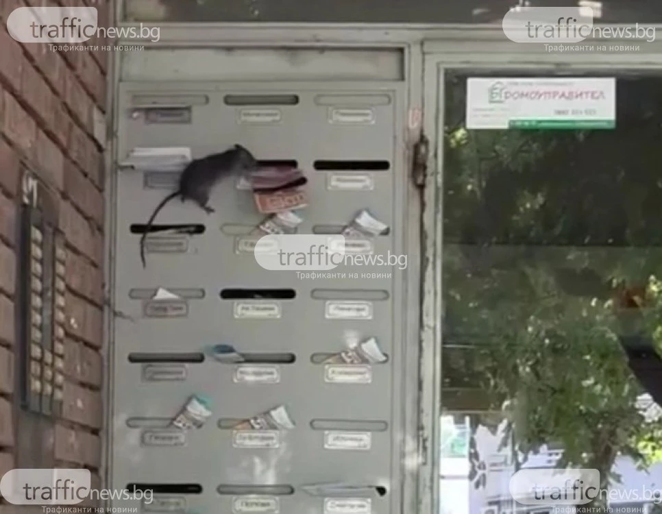 Огромен плъх се разходи по пощенските кутии на жилищен блок в Пловдив ВИДЕО