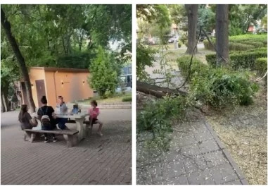 Дървото от което се е откършил огромният клон до детската