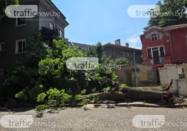 Огромно дърво се стовари върху къща в Пловдив, нанесе сериозни щети