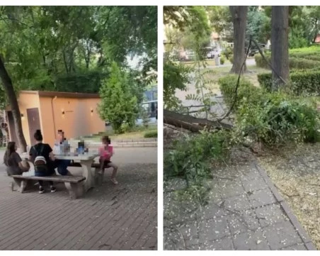 Община Пловдив: Дървото, паднало до детската площадка, не е показвало признаци, че е опасно