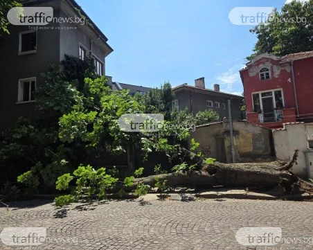 Огромно дърво се стовари върху къща в Пловдив, нанесе сериозни щети