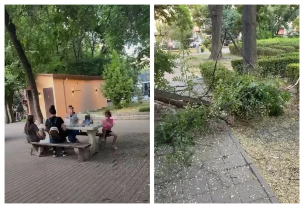 Община Пловдив: Дървото, паднало до детската площадка, не е показвало признаци, че е опасно