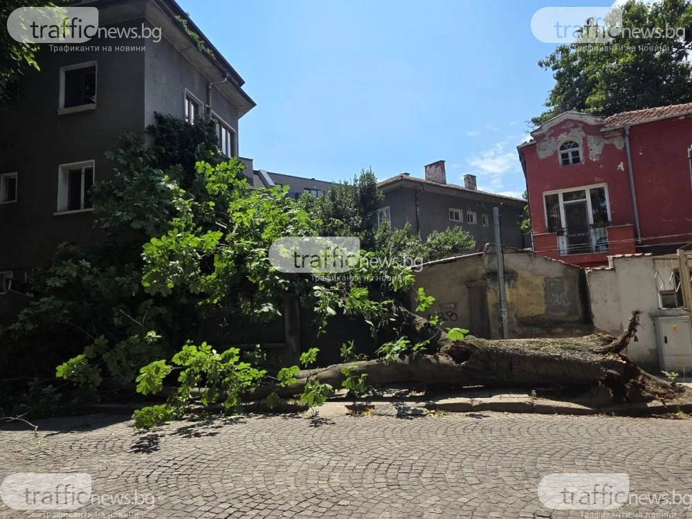 Огромно дърво се стовари върху къща в Пловдив, нанесе сериозни щети  СНИМКИ