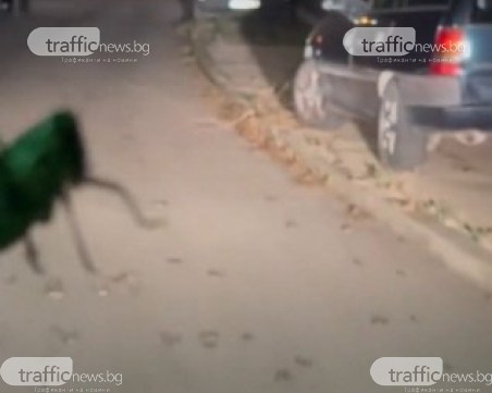 Огромни скакалци превзеха улици в Пловдивско ВИДЕО