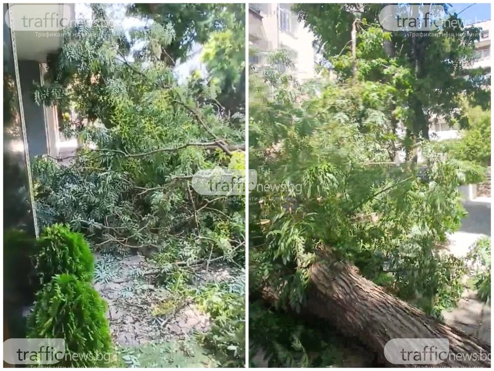Дърво блокира търговски обекти в центъра на Пловдив, други нанесе щети върху сграда ВИДЕО