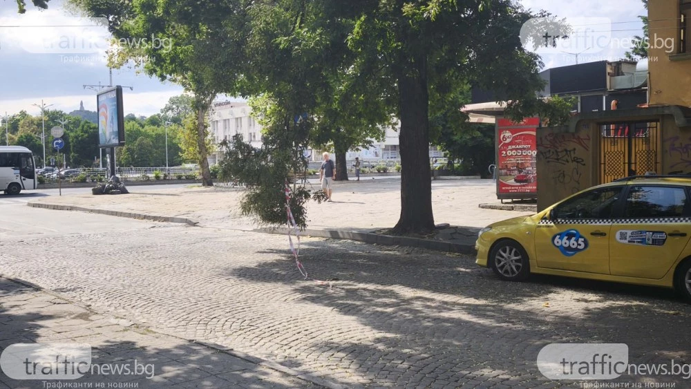 Опасен клон се клати над оживена улица в Пловдив, застрашава шофьори и минувачи