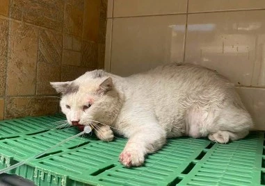 Коте, блъснато от кола в Пловдив, се бори за живота си: Белчо се нуждае от спешна операция