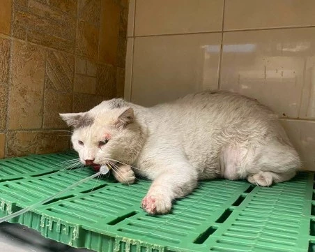 Коте, блъснато от кола в Пловдив, се бори за живота си: Белчо се нуждае от спешна операция