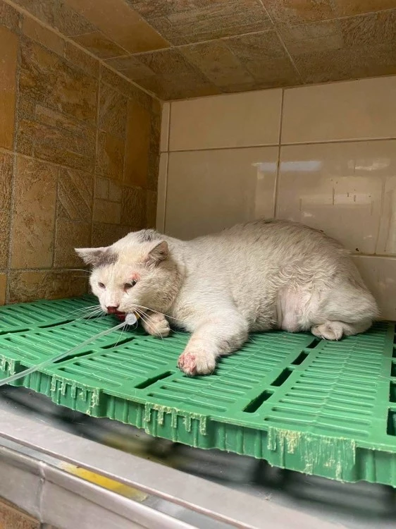 Коте, блъснато от кола в Пловдив, се бори за живота си: Белчо се нуждае от спешна операция