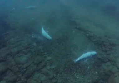 Заснеха гробище за бебета делфини в Черно море