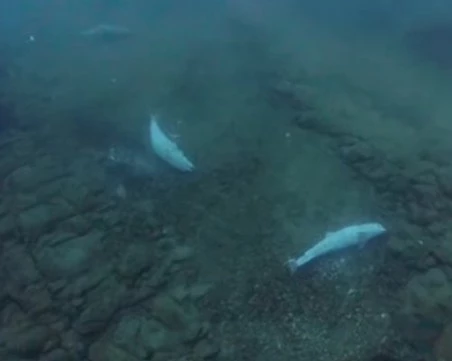 Заснеха гробище за бебета делфини в Черно море