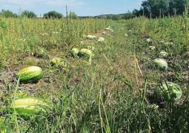 Производители на дини отказват да берат заради ниски цени