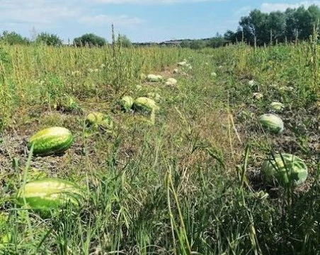 Производители на дини отказват да берат заради ниски цени
