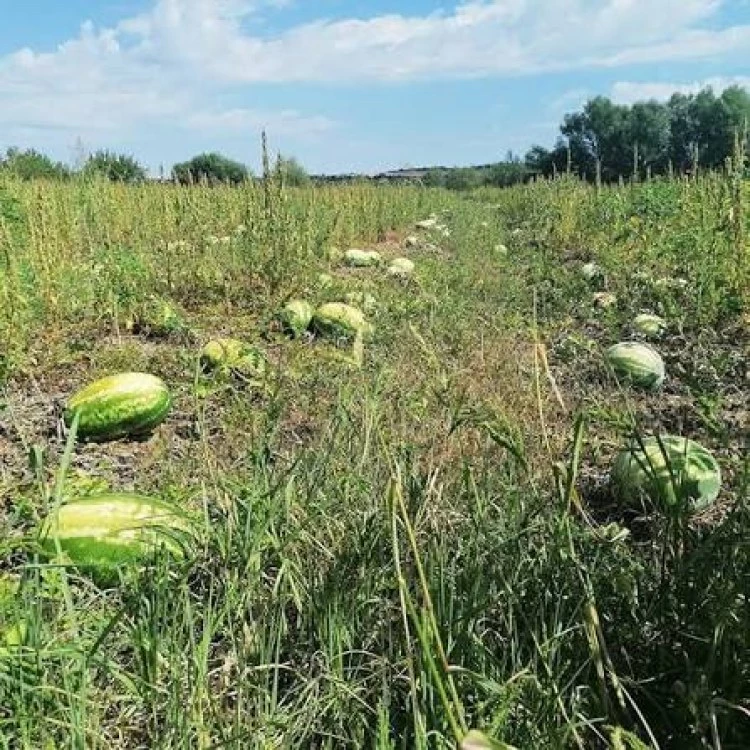Производители на дини отказват да берат заради ниски цени