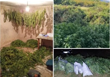 Дванадесетокласник и пастрокът му се разминаха със затвора за наркоплантация край Пловдив