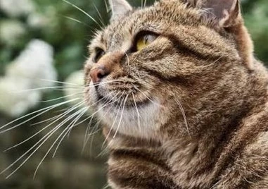 Откриха котка, изгубена на летището в Брюксел преди 17 дни котка