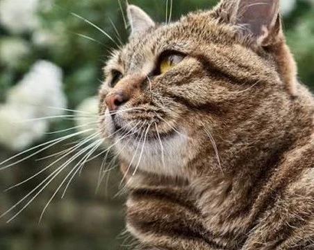 Откриха котка, изгубена на летището в Брюксел преди 17 дни котка