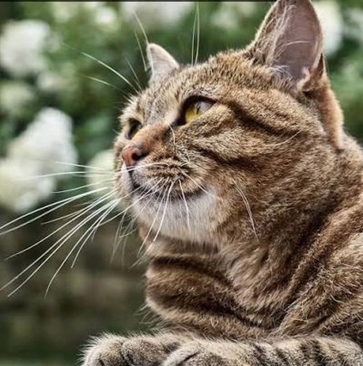 Откриха котка, изгубена на летището в Брюксел преди 17 дни котка