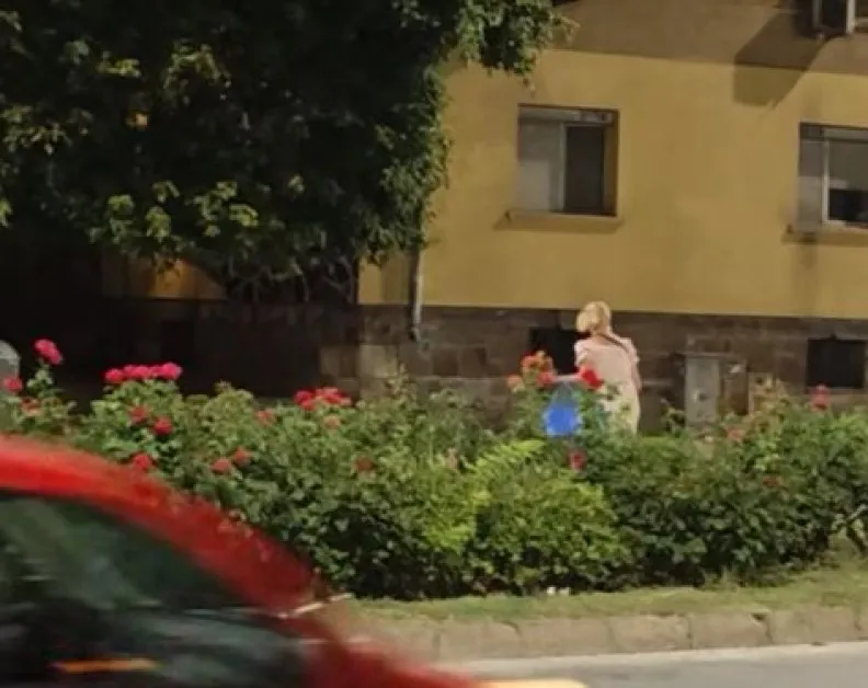 Долината на розите ли? Розобер е напълно възможен и в Пловдив ВИДЕО