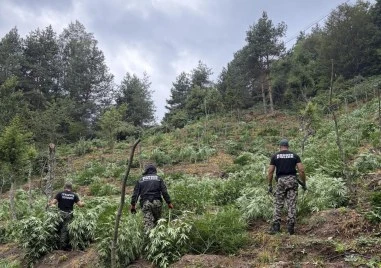 Гранични полицаи откриха и унищожиха над 3 тона канабис в планините Пирин и Огражден