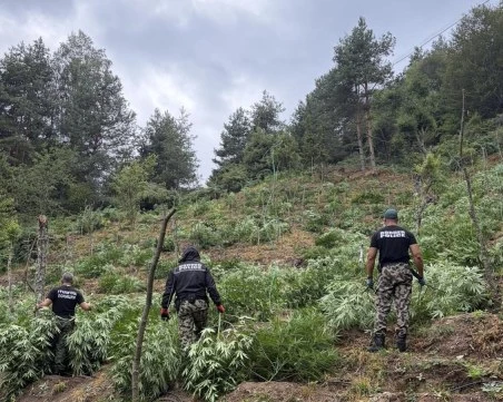 Гранични полицаи откриха и унищожиха над 3 тона канабис в планините Пирин и Огражден