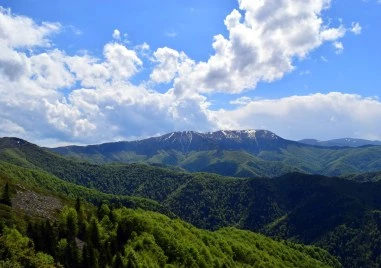 Отровени са 8 лешояда и 1 гарван в парк „Централен балкан