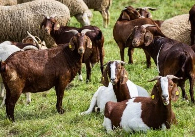Две нови огнища на шарка по овцете и козите в Хасковско и Кърджалийско