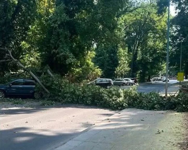 Голямо дърво падна върху кола до Гребната база