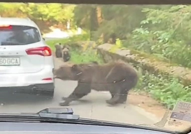 Мечка нападна кола в задръстване в Румъния ВИДЕО
