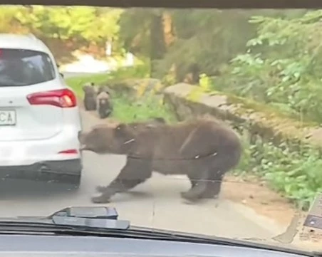 Мечка нападна кола в задръстване в Румъния ВИДЕО