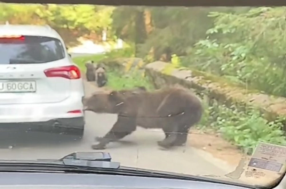Мечка нападна кола в задръстване в Румъния ВИДЕО
