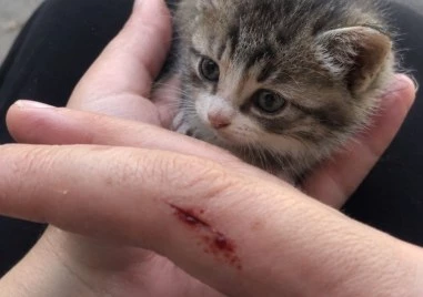 Тази май иска да умре за една котка! Момче нападна с острие пловдивчанка, опитала да спаси коте