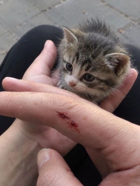 Тази май иска да умре за една котка! Момче нападна с острие пловдивчанка, опитала да спаси коте