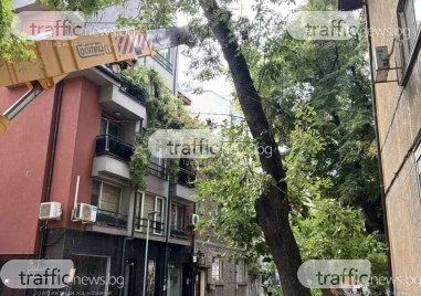 Дърво се разцепи и падна върху сграда в центъра на Пловдив