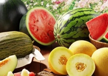 Трудна година за производителите на дини и пъпеши, очертава се такава и за лозарите