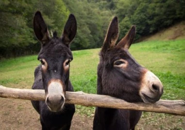 10 изненадващи факта за магаретата