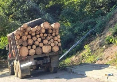 Горски откриха незаконно отсечени дървета след контрол на камиони
