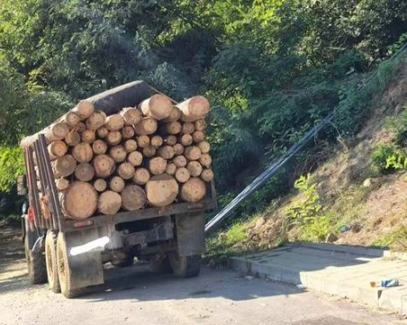 Горски откриха незаконно отсечени дървета след контрол на камиони