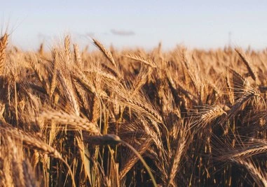 Понижение на цените на зърнените култури по световните пазари