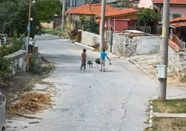Зверско насилие над куче в село край Панагюрище, сигнализират прокуратурата ВИДЕО