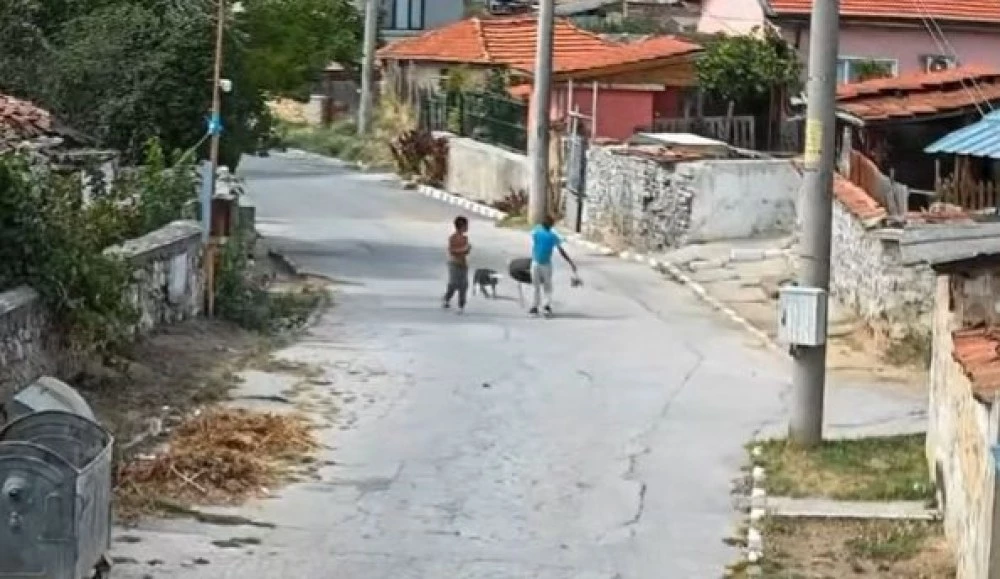 Зверско насилие над куче в село край Панагюрище, сигнализират прокуратурата ВИДЕО