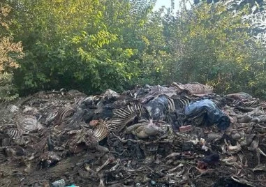 Разбиха нелегална кланица на коне край Сливен
